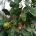 IMG 5569