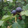 IMG 5571