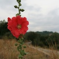 IMG 5585