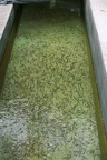 IMG 7271